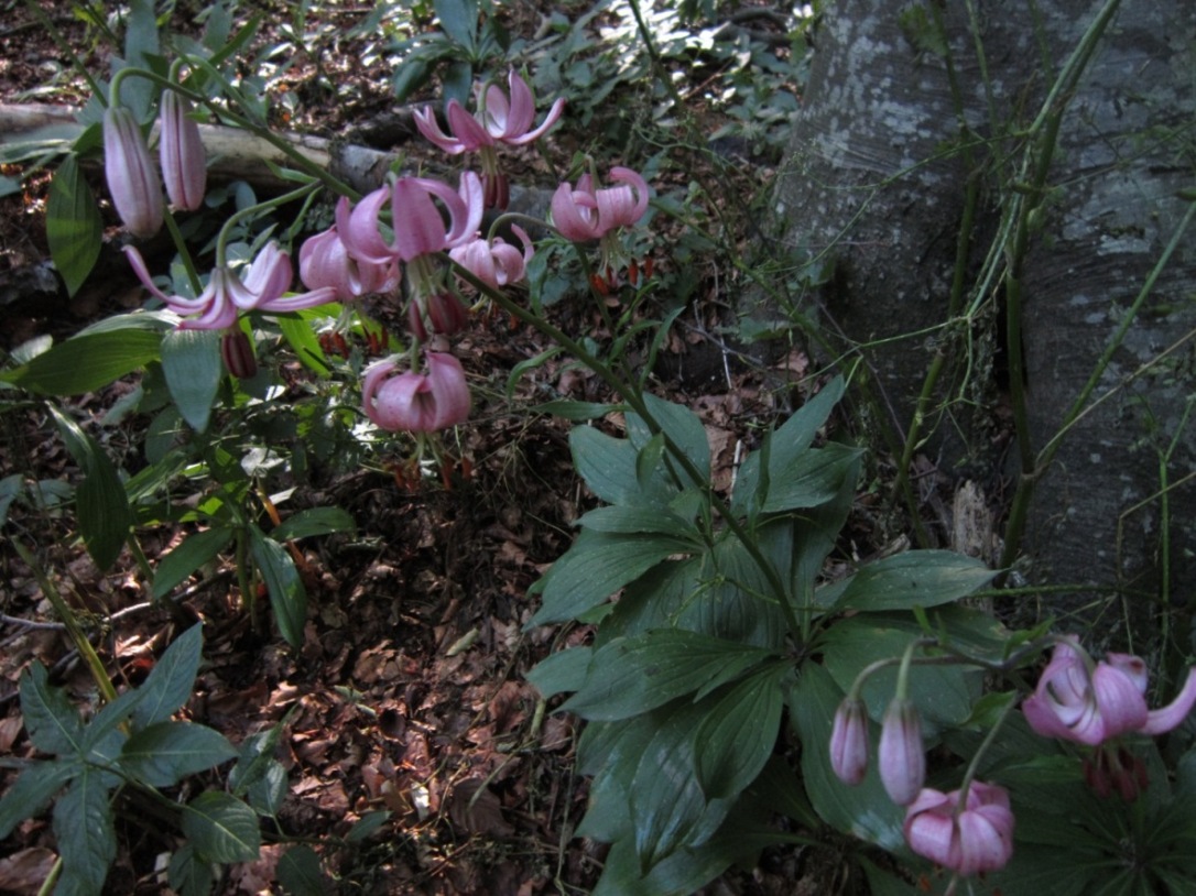 colonia Lilium martagon in campania